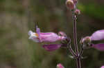 Eustis Lake beardtongue